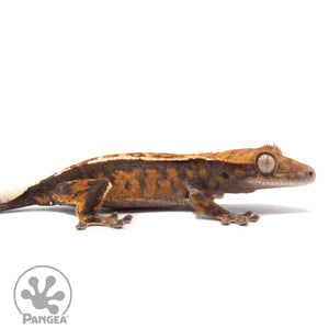 Cr-2773 facing right