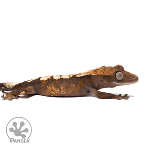 Cr-2775 facing right