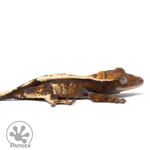 Cr-2776 facing right