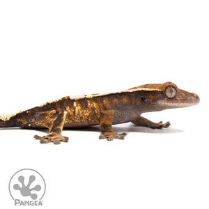 Cr-2777 facing right