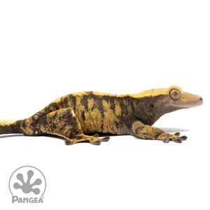 Cr-2798 facing right