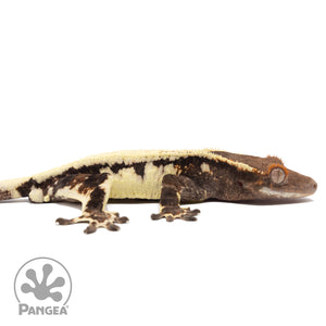 Cr-2802 facing right