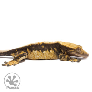 Cr-2833 facing right