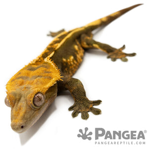Cr-2843 angled