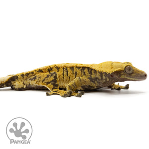 Cr-1717 facing right