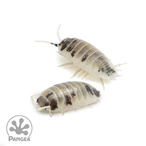 Porcellio laevis 'Dairy Cow' Isopods