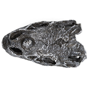 Pangea Dinosaur Skull Reptile Hide