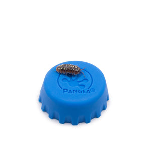 Armadillidium klugii ‘Dubrovnik’ Isopods