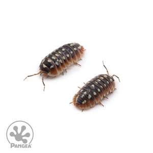 Armadillidium klugii ‘Dubrovnik’ Isopods