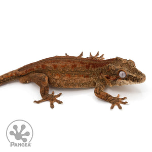 Ga-0031 facing right