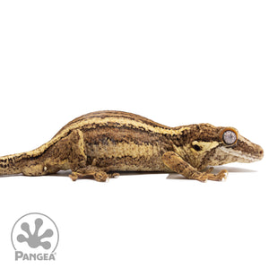 Ga-0107 facing right