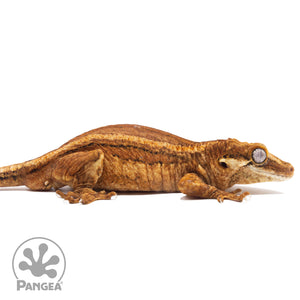 Ga-0115 facing right