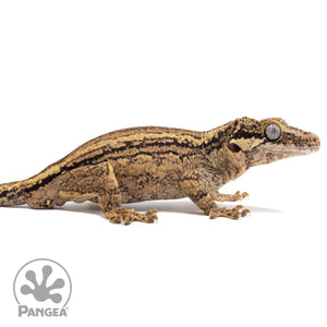 Ga-0223 facing right