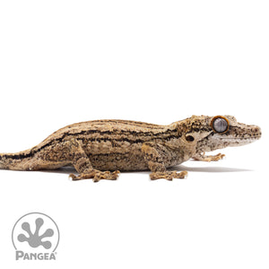 Ga-0230 facing right