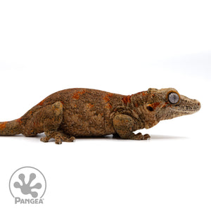 Ga-0276 facing right