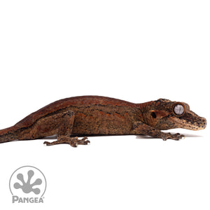 Ga-0282 facing right