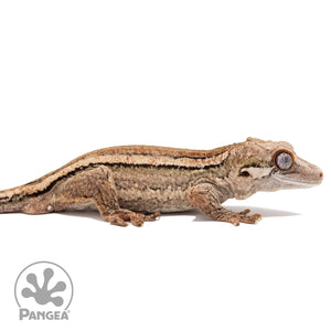 Ga-0294 facing right