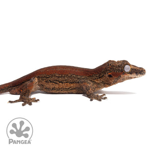 Ga-0304 facing right