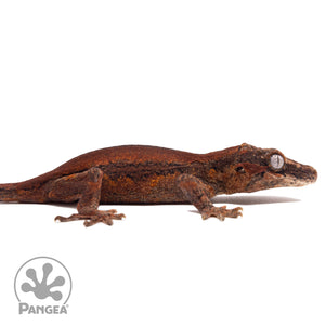 Ga-0310 facing right