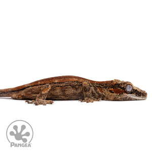 Ga-0320 facing right