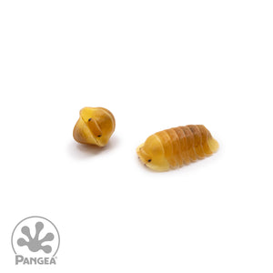 Cubaris sp. ‘Blonde Rubber Ducky’ Isopods