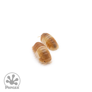 Cubaris sp. ‘Red Panda’ Isopods