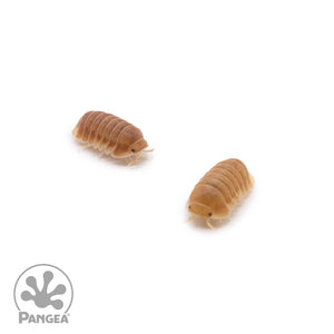 Cubaris sp. ‘Citrus’ Isopods