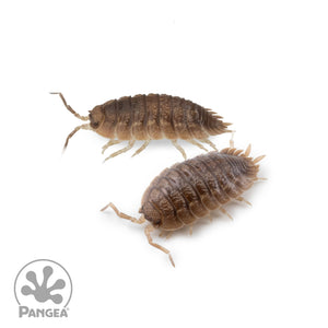 Porcellio dilatatus 'Giant Canyon' Isopods