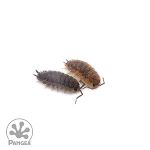 Porcellio scaber 'Calico' Isopods