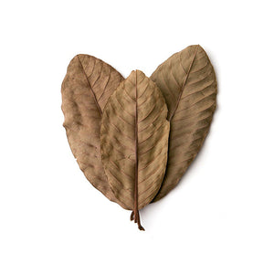 Pangea Leaf Litter Decor