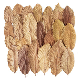 Pangea Leaf Litter Decor