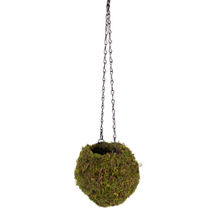 Galápagos Mossy Hanging Cave