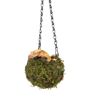 Galápagos Mossy Hanging Cave