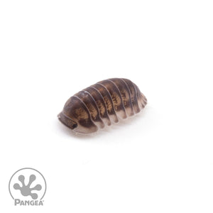 Cubaris sp. ‘Happy Nun’ Isopods