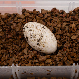 Pangea Hatch - incubating egg in Pangea Reptile Egg Organizer.