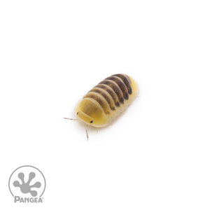 Cubaris sp. ‘Jupiter’ Isopods