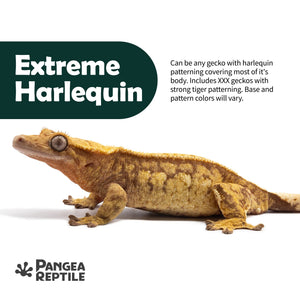Keeper's Choice Crested Gecko - Pet Geckos Picked by Pangea!