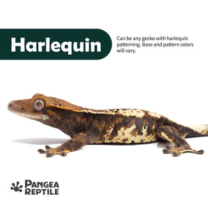 Keeper's Choice Crested Gecko - Pet Geckos Picked by Pangea!