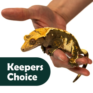 Keeper's Choice Crested Gecko - Pet Geckos Picked by Pangea!