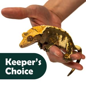 Keeper's Choice Crested Gecko - Pet Geckos Picked by Pangea!
