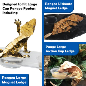 Infographic showing the different pangea reptile gecko feeders that are the correct size for the large plastic feeder cup with images of geckos eating