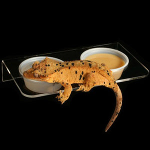 Pangea Acrylic Magnetic Ledge - Large with Dalmatian crested gecko.