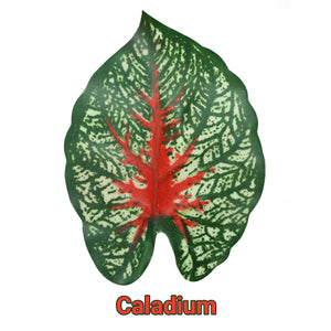 Pangea Leafy Vine Caladium Leaf