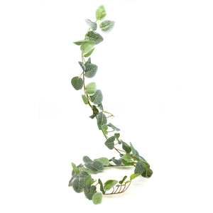 Pangea Leafy Vine Fittonia