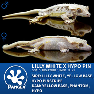 Female Lilly White Crested Gecko Cr-2508