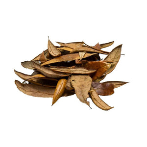 Live Oak Leaf Litter