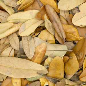 Live Oak Leaf Litter close up variety