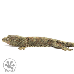 MCPI-0021 facing left