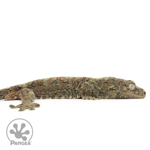 MCPI-0021 facing right