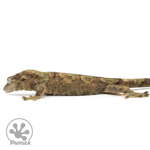 MCPI-0022 facing left